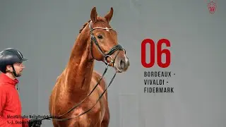Reitpferdek&ouml;rung 2024 Katnr.06 Bordeaux - Vivaldi - Fidermark