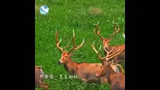 CraneCal's friend--Milu Deer
