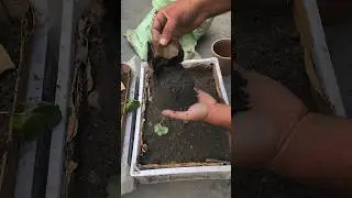 Strawberry 🍓 Plant Transplant  | Strawberry | Gardening | Winter gardening #gardening #strawberry