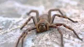 Commercial Pest Control in Wichita Kansas