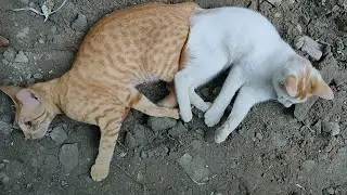 #petlover #petlovers #pet #pets #catvideo #catvideos #cats #cat &lrm;⁨&lrm;⁨&lrm;⁨@Rehana12347