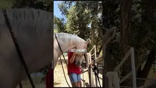 I had a boy and his name was Ethan #horse #equestrianvibes #horseenthusiast #equestrian #equestrian