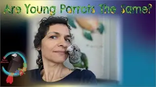 Should You Treat A Young Parrot 🦜 The Same As an Adult? #Parrot_Bliss