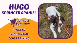 Hugo the Springer Spaniel Puppy | 4 Weeks Residential Dog Training