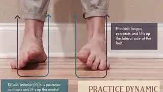 The Stirrup Muscles