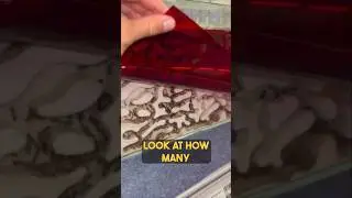 A Shop that Sells Ants!