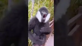 Amazing Chimpanzee Voice #shorts #grandindica #viralvideo