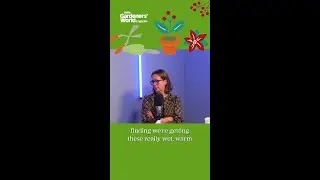 The joy of tulips with Polly Nicholson