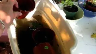 Reusing Plastic Pots