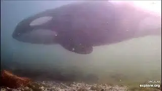 Orca passing! Rubbing Beach Underwater cam. 07.02 / 22 July 2019