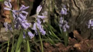 Bluebells growing in woods. 8 day time lapse