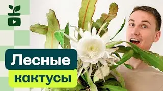Кактусы из тропического леса. Эпифиллум Оксипеталум и Шлюмбергера усечённая — лесные кактусы.