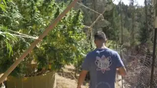 Mendo Sour Power