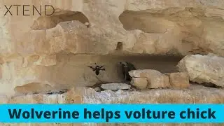 XTEND Wolverine helps orphaned vulture