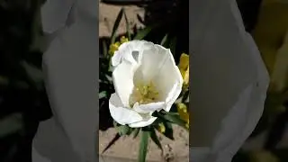 Интересный красивый белый тюльпан Interesting beautiful white tulip 有趣的美丽白色郁金香 興味深い美しい白いチューリップ 흥미롭고
