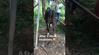 9 ദിവസത്തെ കിടപ്പിന് ശേഷം ഉള്ള ഉയിർത്തെഴുന്നേൽപ്പ് DOWNER COW / THEILERIA/ COW LIFTER/ successfull😍