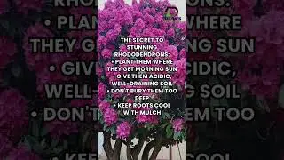 Rhododendron secrets! Morning sun + soil tips for stunning blooms