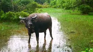 buffalo drink water and eating