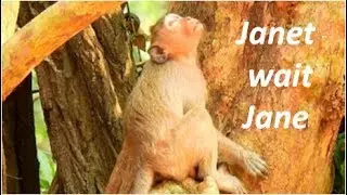Finally Janet see mom Jane on tree | Janet wait milk Mom Jane at lower of tree
