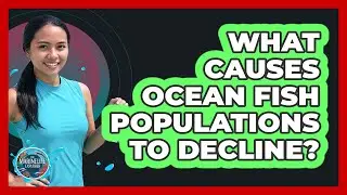 What Causes Ocean Fish Populations to Decline?