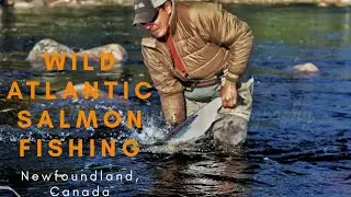Wild Atlantic Salmon Fishing- Newfoundland, Canada