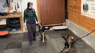 Proofing Hazel’s down-stay + practice for Ivan’s long down