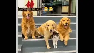 Ao photo khichwa lo shimpoli 😂😂😂😂😂#funny #foryou #fun #cat #animals