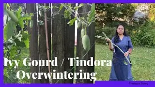 40: КАК ПЕРЕЗИМАТЬ ТЫКВУ ПЛЮЩЕВИДНУЮ / ТИНДОРУ / ПЛОДЫ КОВАЙ / ЧЕРЕНКИ СТЕЛЕВЫЕ II Садоводство на Джерси