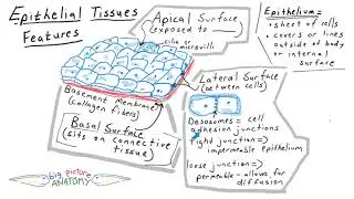 Epithelial Tissues