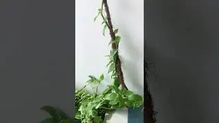 Beautiful Turtle Vine growing in PVC Pipe Planter💚              #viral #diyplants #shorts