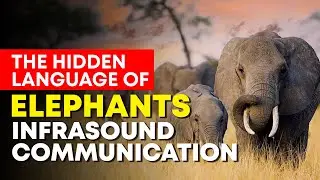 How Elephants Talk in Secret: The Science of Infrasound Communication