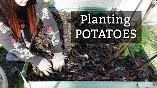 Planting First Early Potatoes in the Woodland Garden | Growing Early Potatoes in Spring