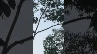 Jungle squirrel 🐿️