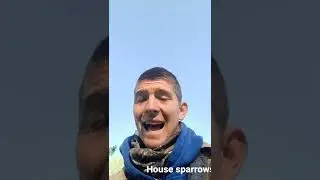 On the topic of House Sparrows