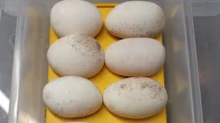 EGG CUTTING! #explore #ballpython #snake #baby