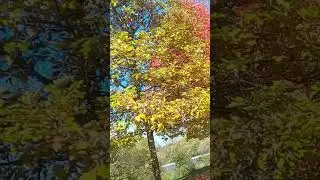 #fallcolors #humberriver #toronto