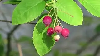 Amelanchier sp - Serviceberry - Eva Monheim 2020 06 07 #tree #shrubs #shrub #floweringtree #garden