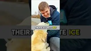 Эти собаки ждут фургончик с мороженым каждые выходные 😭🐶🍦 #шорты