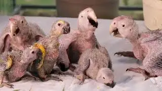 Freedom animals Wolds