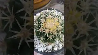 Echinocactus grusonii brevispinus💞