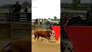 Red Flag to a Bull | Myth-Busters #mythbusters