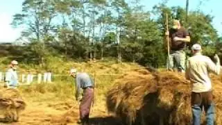 Salt Hay Stacking
