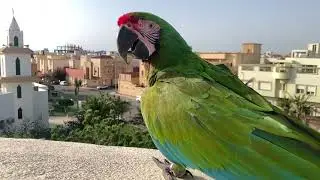 طيران العسكري | هاردي Military flight