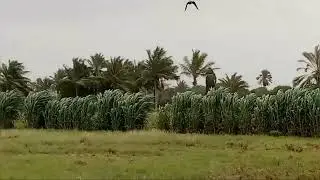 pak bag malir