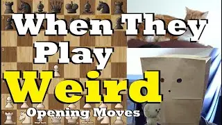 How to Punish Weird Chess Openings • Ep 40