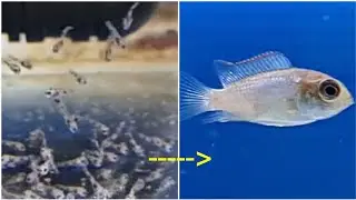 Electric blue acara cichlid fry growing up - week by week log