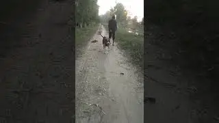 #dog #pitbull #loyalty #love #like #subscribe #nature #sound #viral #views #god #life #farming