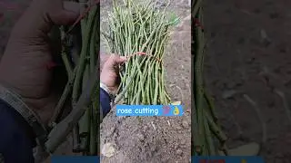 rose cutting plant growing tips #rosecaring #garden #gardening #plants #bonsai #gardeninghacks