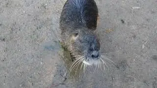 Nutria Attacke - ein Sumpfbiber greift an!