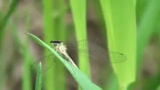Spreadwing Damselfly (Lestidae) on Grassblade